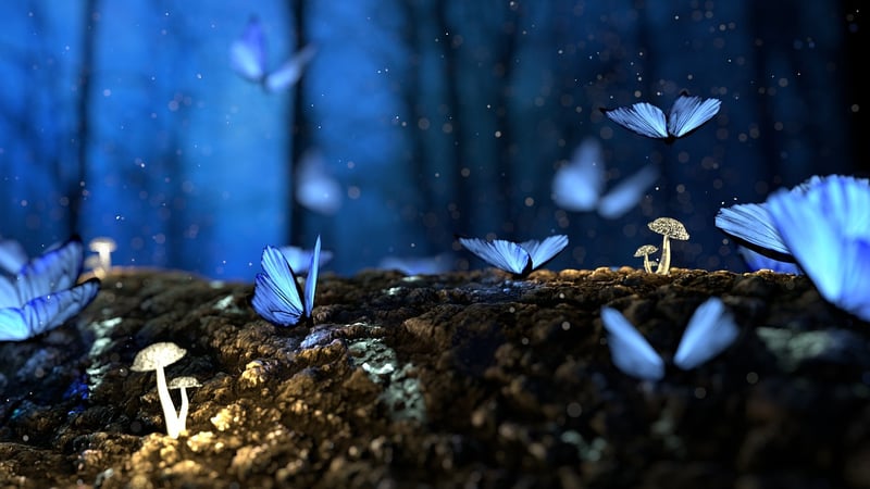 Butterfly Haven