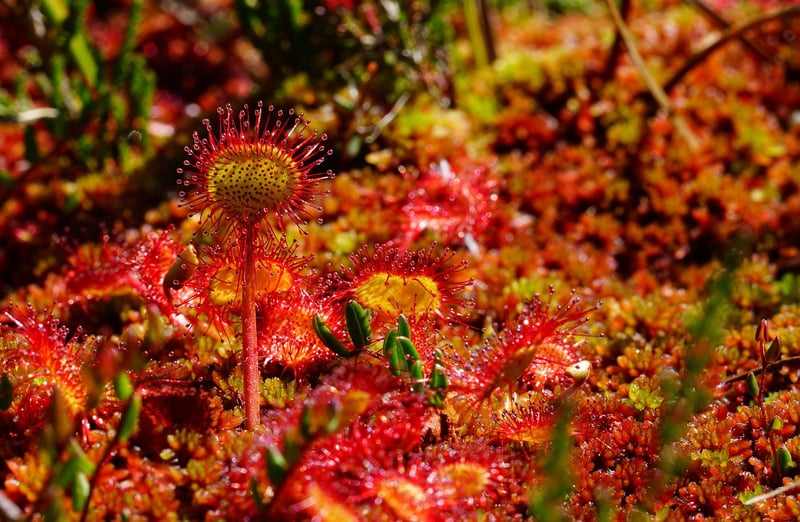Dragon's Blood Herb